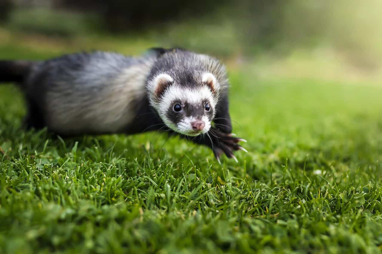 Assurance furet : protégez la santé de votre animal de compagnie au meilleur prix