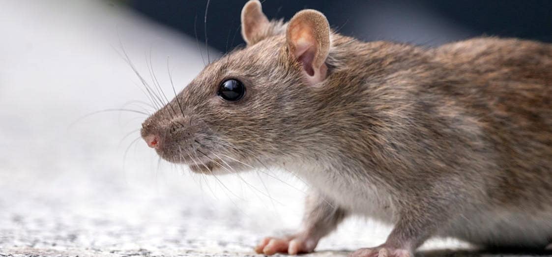 Punaises de lit : quelle prise en charge par l'assurance habitation ?